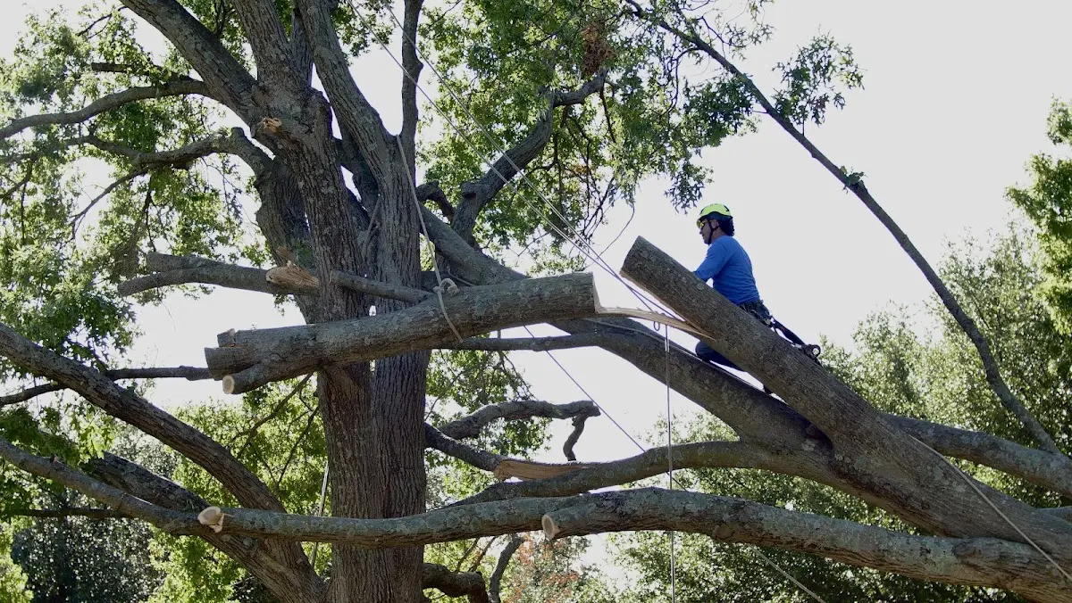 Professional Hazardous Tree Removal performed by certified arborists in Mount Airy